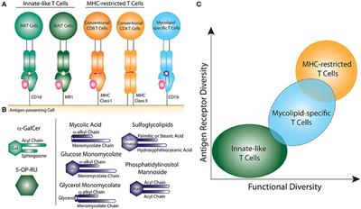 T Cell Responses to Mycobacterial Glycolipids: On the Spectrum of “Innateness”